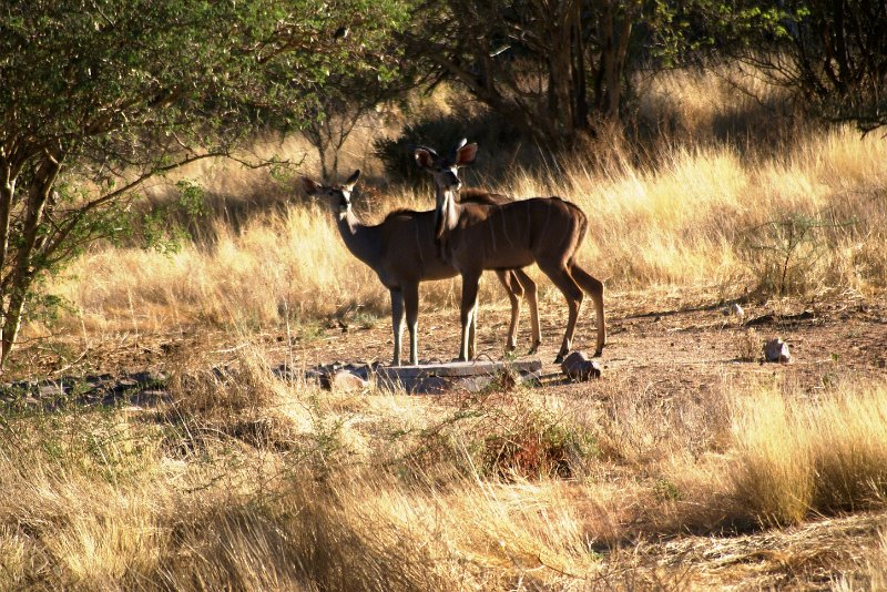 nab (576).jpg - SONY DSC